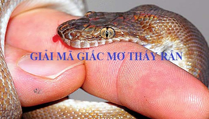 Giải mã giấc mơ thấy rắn cắn